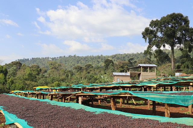 Ethiopia: Danche Washed
