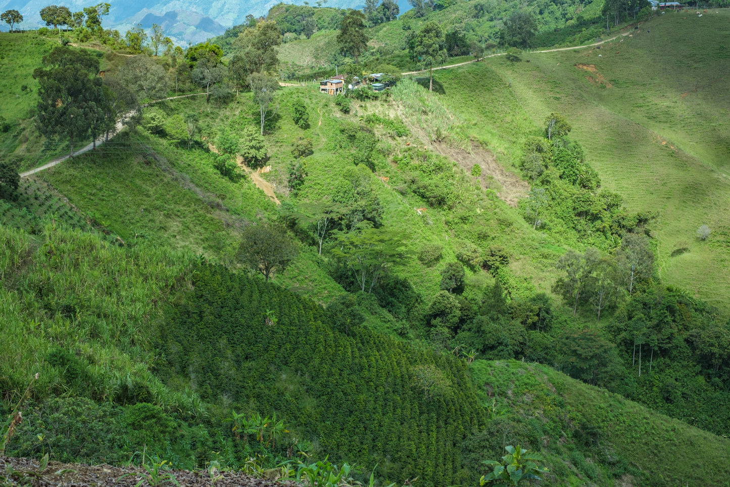 Colombia: La Roca