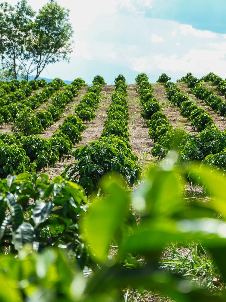 Colombia: Wilton Benitez - Single Variety Caturra