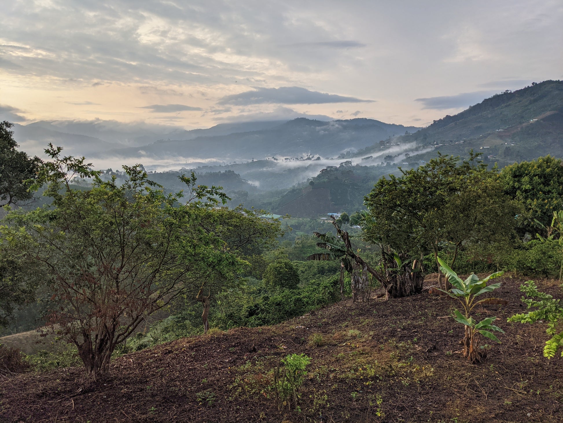 Scenic view of a mountainous landscape with trees and a cloudy sky.