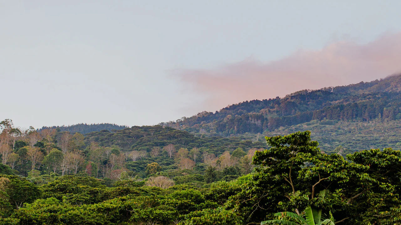 El Salvador: Finca Buenos Aires